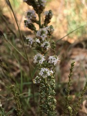 Selago saxatilis