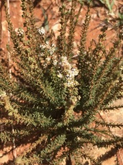 Selago saxatilis