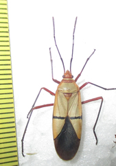 Dysdercus intermedius