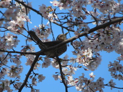 Hypsipetes amaurotis