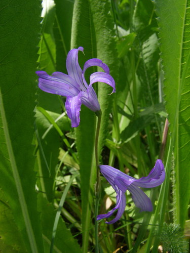 Ixioliriaceae