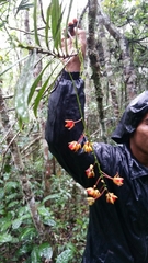 Campylospermum dependens