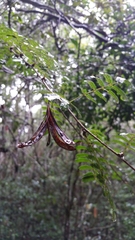 Dichrostachys
