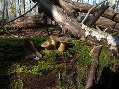 Armillaria cepistipes