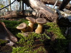 Armillaria cepistipes