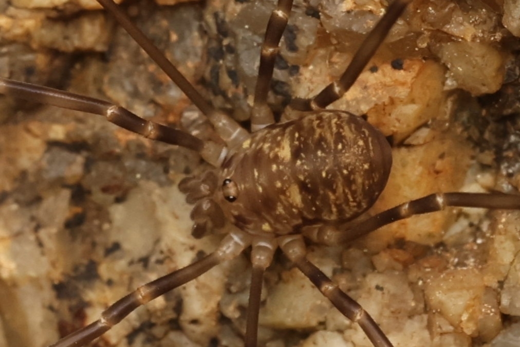 Dicranopalpus insignipalpis