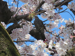 Hypsipetes amaurotis