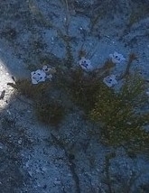 Image of Spotty Bell (Roella maculata) by (c) Adele SL, some rights reserved (CC BY)