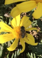 Eristalinus taeniops