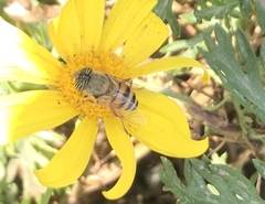 Eristalinus taeniops