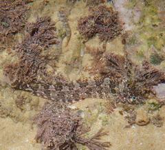 Lace Klipfish photo 1