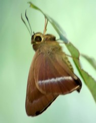 Hasora chromus chromus