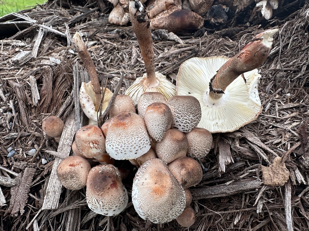 Macropsalliota meleagris · November 2023 · photo: © heimatlos (iNaturalist, cc0)