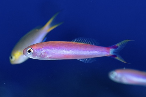 Luzonichthys earlei observed 2023-12-05