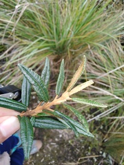 Miconia salicifolia