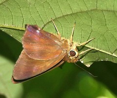 Hasora leucospila