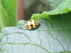 Psyllobora variegata