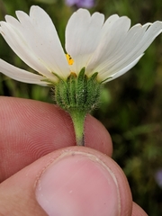 Layia pentachaeta albida