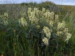 Astragalus oxyphysus