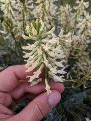 Astragalus oxyphysus