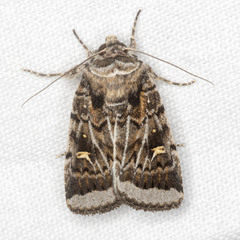 Proteuxoa oxygona