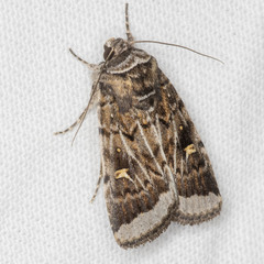 Proteuxoa oxygona