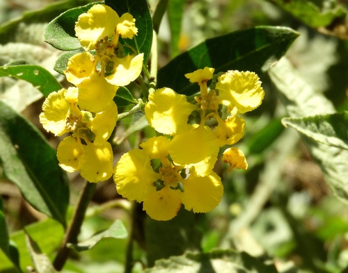 Yellow Butterfly Vine
