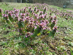 Lamium purpureum