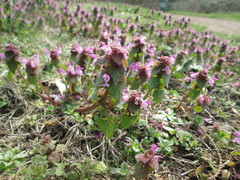 Lamium purpureum