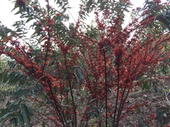 Woodfordia fruticosa