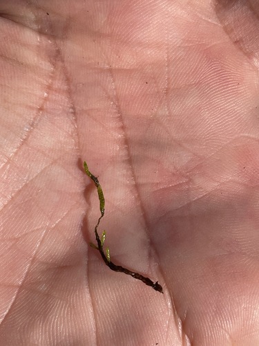Calliergon Moss (Drepanocladus trifarius)