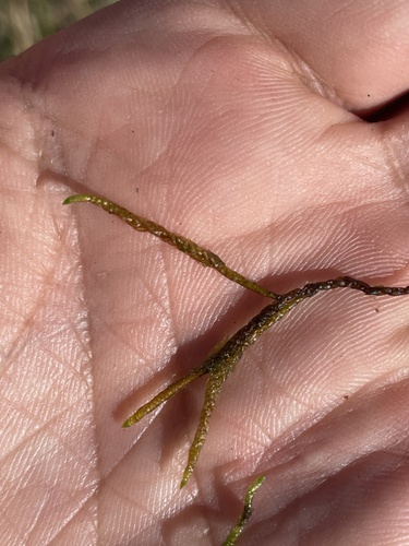 Image of Drepanocladus trifarius by (c) Thomas Dreux, some rights reserved (CC BY)