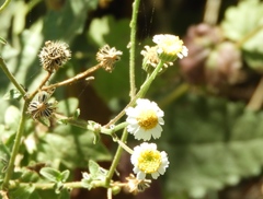 Galinsogeopsis spilanthoides, photograph Francisco Farriols Sarabia, CC BY, iNaturalist via GBIF