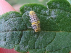 Psyllobora variegata