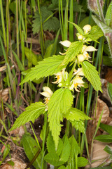 Lamium galeobdolon flavidum