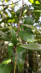 Ochnaceae