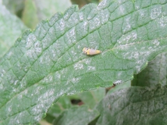 Psyllobora variegata