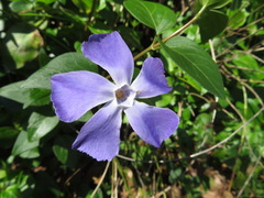 Vinca major