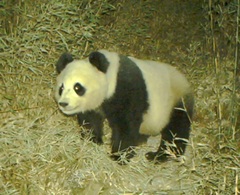 Giant Panda photo 4