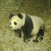 Sichuan Giant Panda - Photo (c) Royle Safaris, some rights reserved (CC BY-NC), uploaded by Royle Safaris