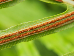 Blechnum gibbum