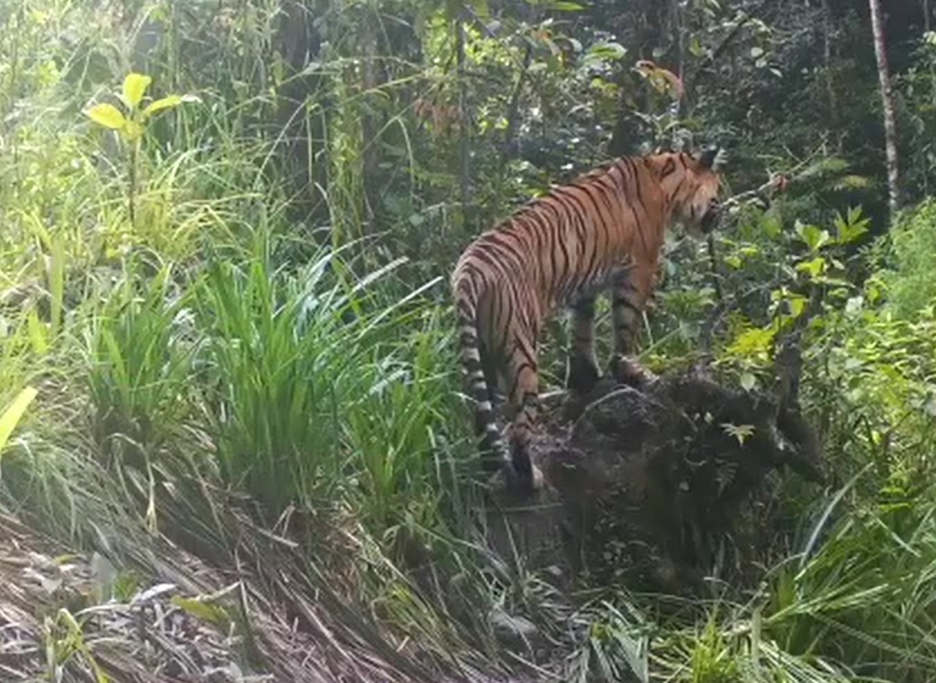 Sunda Tiger in May 2022 by Royle Safaris · iNaturalist