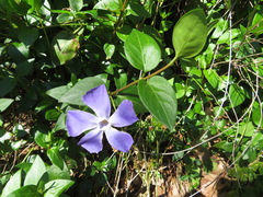 Vinca major