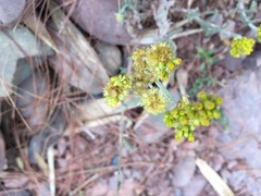 Pseudognaphalium affine