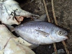 Spotted Butterfish photo 1