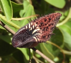 Aristolochia taliscana