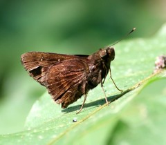 Hyarotis microstictum