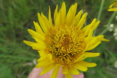 Berkheya setifera