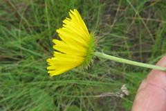 Berkheya setifera