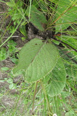 Berkheya setifera
